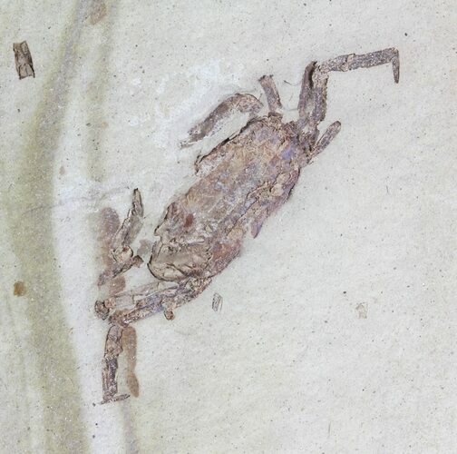Fossil Pea Crab (Pinnixa) From California - Miocene #63716